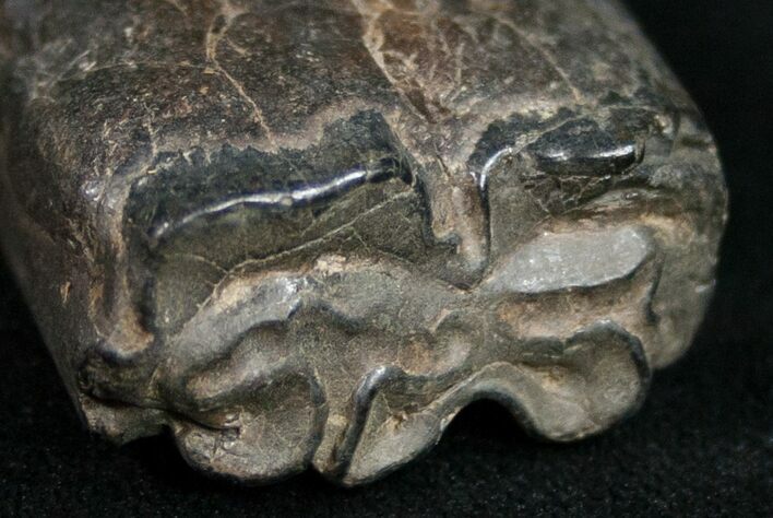 Pleistocene Aged Fossil Horse Tooth - Florida #10296